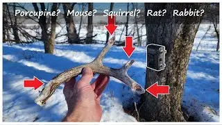 What's Chewing on my Antler Sheds? Trail Cam Sting Operation Reveals Culprit!