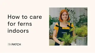 How to care for ferns indoors 🌱