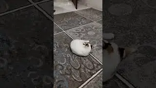 chasing her own tail #cat #cutekitten