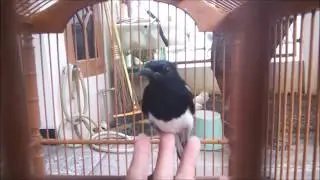 ciri kacer jabar \ kacer kemben bahan bagus