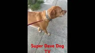 ￼ The Rhodesian Ridgeback ￼