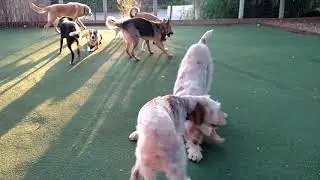 Spinoni fun