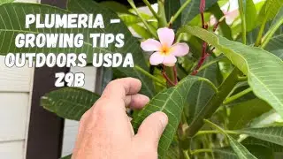 Plumeria Growing Tips for Growing Outdoors in USDA Zone 9b