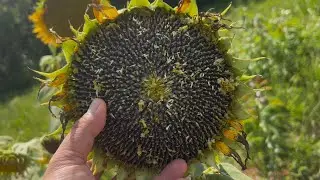Sunflower field update 2025