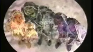 Scrubby Bear-Germ Rap