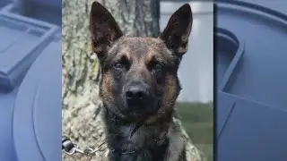 Yoda, the police dog, takes down escaped Pennsylvania murderer