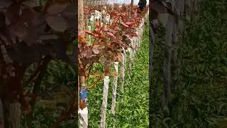 Grafted Rose Tree Farming #satisfying #shot