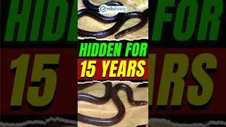 📚 UPSC Prelims Nugget | Calamaria mizoramensis 🐍