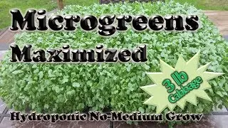 How to MAXIMIZE Microgreen HARVEST of Cabbage the IHG Method