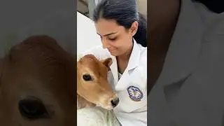 BVSC & AH subjects #veterinary #vetstudent #vet #trending #viral #neetexam #neet2024 #myvetjourney