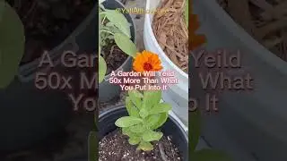 Grow Your Own Food ! Black Family Container Gardening