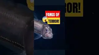 Viperfish Deep Sea Predator&rsquo;s Deadly Fangs! 😱