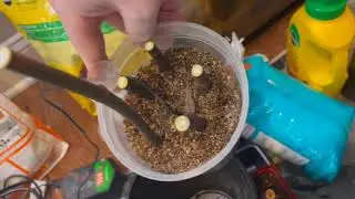 A fast method to root dormant fig cuttings using bottom heat, ventilation and darkness