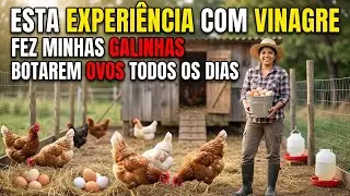 Esta experiência com vinagre fez com que minhas galinhas botassem ovos todos os dias