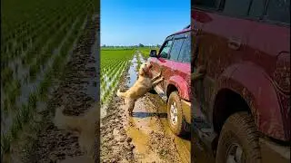 Heartbreaking! Puppy Cries for Help to Save Drowning Mom from Mud Pit