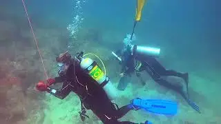 Diving into the depths of Miami's crystal clear waters is an adventure like no other! 🌊🐢🦑🐠🐬