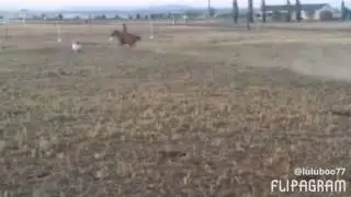 Barrel and western jumping
