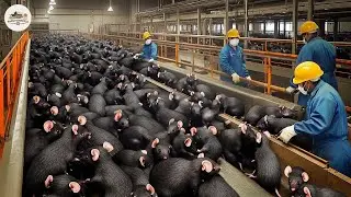 How Are Millions Of Rats Processed In A Factory In The British | Farming Documentary