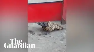 Snake found eating pigeon on busy London street