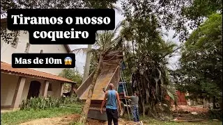 Como ficou lindo 🤩￼ plantamos o nosso coqueiro enorme.