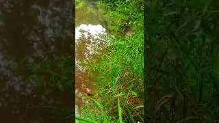 Creek sounds #creek #creeksounds