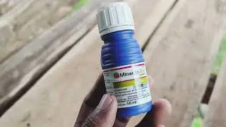 Kecil-kecil cabe rawit _ review insektisida Minecto Xtra