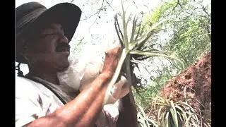 Traditional water purification
