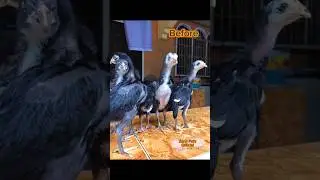 Mushk Aseel Chicks Transformation.😍💝 #aseel #chicks #transformation #pets #shortsfeed #viralshorts