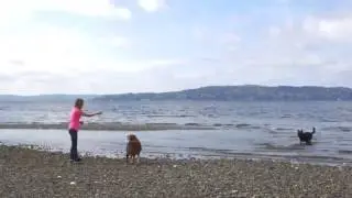 What You Should Know About Active Dog Toys