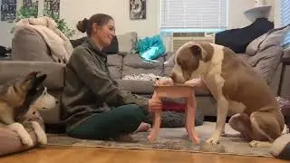 Free Shaping a Dog: Part 1