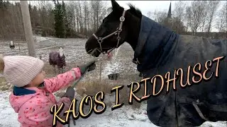 HÄSTEN LÖPER AMOK MED KYLIE!