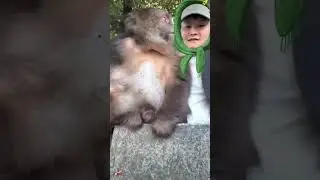 Xingxing and Shi Tai together are the best company #monkey #animals #zoo