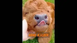 Ein Kalb, das von Artgenossen schikaniert wird #tier #tiere