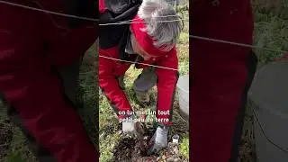 La complantation des gr&eacute;ff&eacute;s-soud&eacute;s dans les vignes