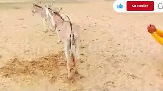 Donkey meeting in village video 
