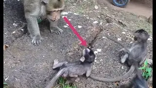 So pity baby monkey, why Leader monkey Achap scream loudly?