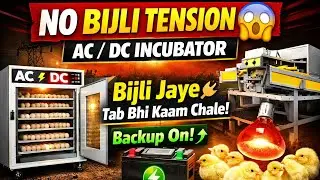 &ldquo;Bijli Jaye Tab Bhi Kaam Chale 😱 | AC/DC Incubator + Heat Bulb System&rdquo;