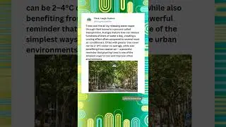 Why Trees Are Nature&rsquo;s Air Conditioners