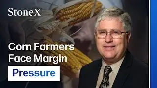 Record Corn Supply Triggers New Pressure on Farmer Profit Margins