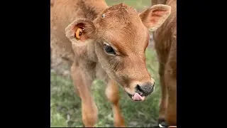 Moving to the Country Episode 4 - Calf Rescue