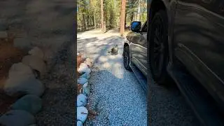 Turkey trotting at the cabin! #wildlife #vacation