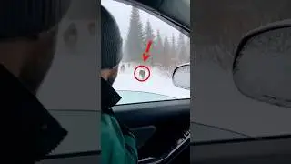 This Happened In Seconds&hellip; #shorts #animals #wildanimals #animalrescue #trend #viral #shortsfeed