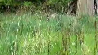 deer 101