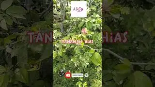 Calliandra Tergemina var. emarginata. eps 378 @adslovers2021