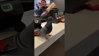 Omg 😳 Pigeons Eating Finger Chips 😃 #animals #pets #pigeon #ai #youtubeshorts #shorts