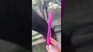 HORSE HACK! #horses #hack #equestrian #shorts Bot fly hack