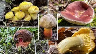 Pilze im Juli | 02.07.2022 | Viele Hexenr&ouml;hrlinge, erster Violettschuppiger Pifferling, Sch&ouml;nfu&szlig;