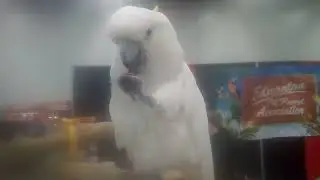 Pretty Parrot Loves Grapes.