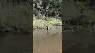 Hound Hunting Australia (Sambar Deer) Video sent in from Braeden Mangion