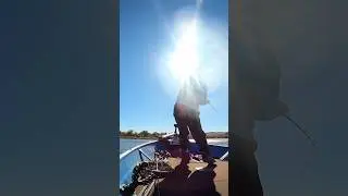 Flashy Swimmer Clear Lake🔥#fishing #shorts #bass